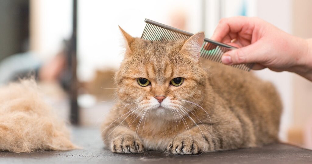 Benefit of grooming cat regularly 
