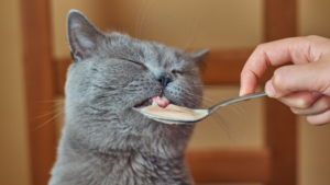 Cat enjoying feeding by the owner