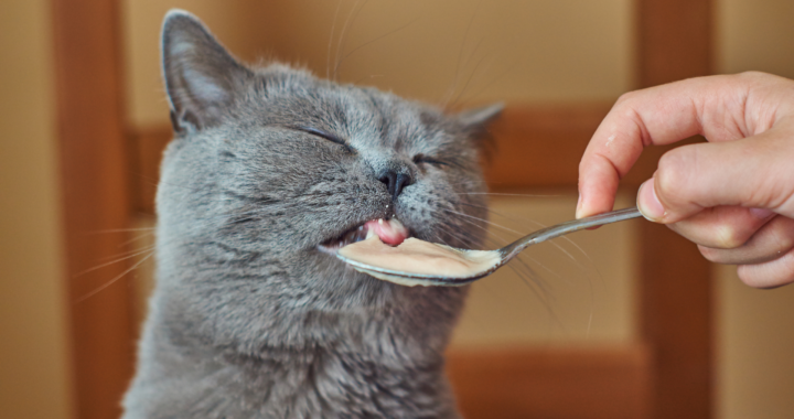 Cat enjoying feeding by the owner
